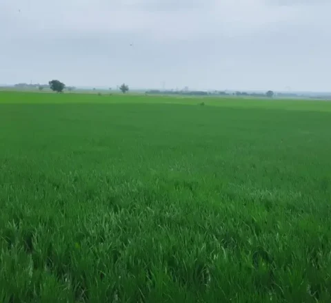 Sindhnoor – Kengal Road Agriculture Estate Land