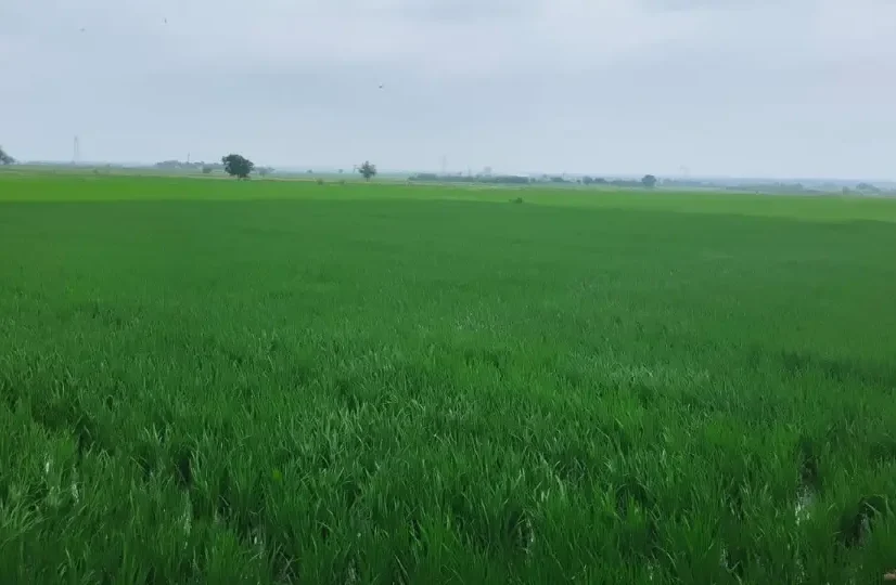 Sindhnoor – Kengal Road Agriculture Estate Land