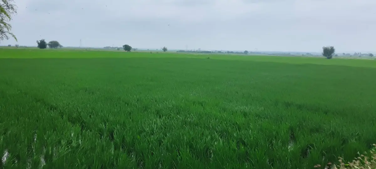 Sindhnoor – Kengal Road Agriculture Estate Land