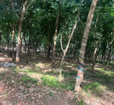300 Acres Rubber Plantation Property – Udupi–Kundapur Estate Land