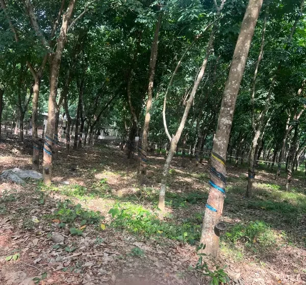 300 Acres Rubber Plantation Property – Udupi–Kundapur Estate Land