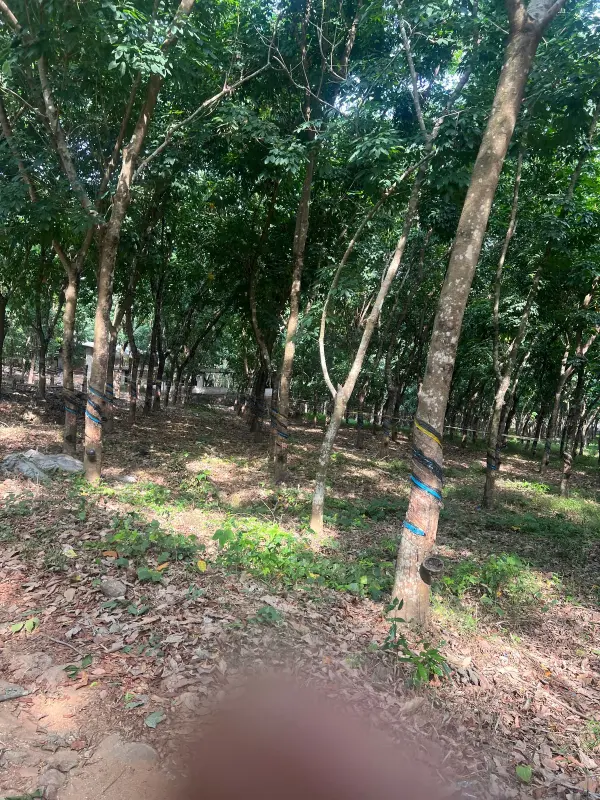 300 Acres Rubber Plantation Property – Udupi–Kundapur Estate Land
